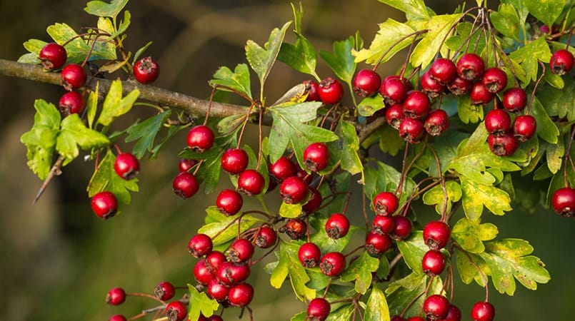 Penis Pill Ingredients